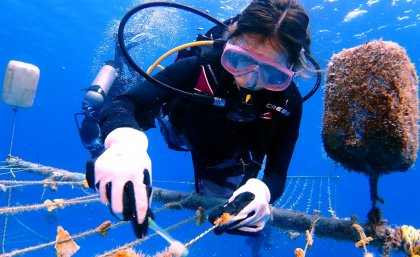 A research assistant at the ENGO Corales de Paz (Mariana Gnecco) is cleaning the rope coral nursery with a sophisticated cleaning tool, at San Andres, an island in the Colombian Caribbean. Photo: Corales de Paz.